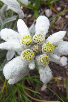 plantes comestibles, guide montagne, alain sarda